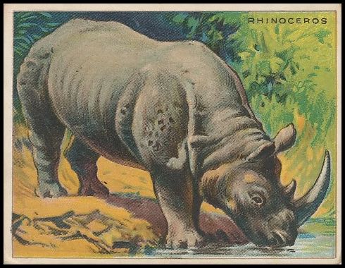59 Rhinoceros